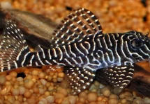L260 HYPANCISTRUS SP. M/L