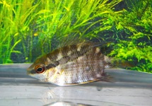 FLAG CICHLID