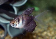 BLACK WIDOW TETRA LONG FIN