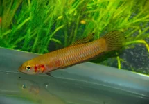 BETTA HENDRA L