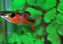 GUPPY ENDLER RED CHEST (M/F)