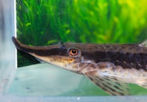 WHIPTAIL PLECO
