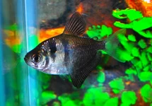 ZWARTE TETRA