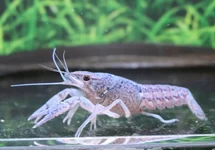 PROCAMBARUS ALLENI S/M