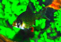 BARBUS DE SUMATRA VERT
