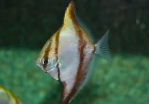 AFRIKAANSE BLADVIS