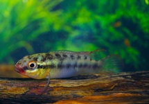 CONGOCICHLIDE SABINAE