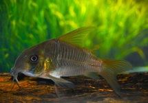 PANTSERMEERVAL CONCOLOR