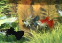 GUP MIX OLYMPIC FLAG MALE