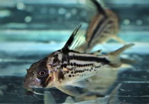 CORYDORAS LOXOZONUS M