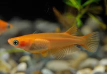 ORYZIAS LATIPES ORANGE M