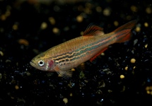 DANIO FIRE RING