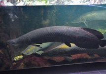 ARAPAIMA