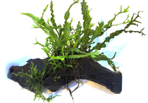 Driftwood (small) met microsorum specie