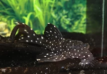 L240 GALAXIAS PLECO