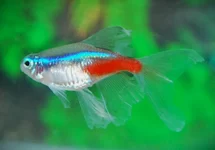 PARACHEIRODON INNESI LONG FIN