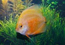 DISCUS RED VALENTINE