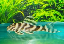L173 HYPANCISTRUS