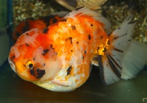 SLUIER LEEUWENKOP SHORTTAIL MIX