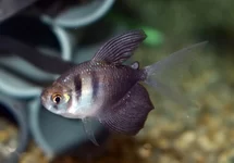 GYMNOCORYMBUS TERNETZI LONG FIN M