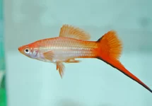 SCHWERTTRÄGER PINK COMET