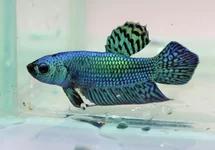 KEMPVIS PLAKAT ALIEN GROEN MAN