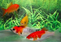 GOLDFISH MIX