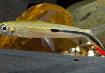 VEERZALM