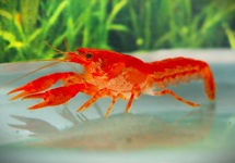 ORANGE ZWERGKREBS CPO