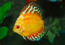 DISCUS PIGEON BLOOD