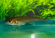 ZANDCICHLIDE GOMBE