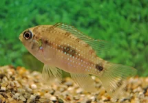ANOMALOCHROMIS THOMASI M