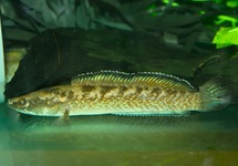 EMERALD GREEN SNAKEHEAD