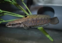 CHANNA PULCHRA S