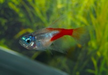 NEONSALMLER DIAMANT SCHLEIER