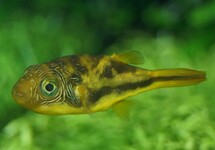 DWARF PUFFER