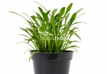Cryptocoryne parva - PE
