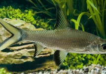 REQUIN ARGENTÉ
