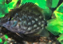 UARU AMPHIACANTHOIDES XS