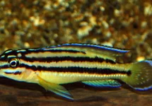TANGANYIKA VIERSTREEPCICHLIDE KIPILI