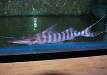 SILURE TIGRINUS