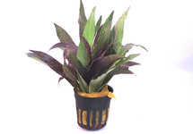 Hygrophila angustifolia rubra terracotta ring 