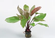 Echinodorus 'Fantasy' - PE