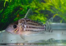 CORYDORAS C141