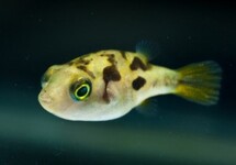 DWARF PUFFER