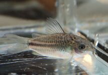 CORYDORAS NANUS