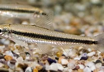 SIAMESE ALGENETER