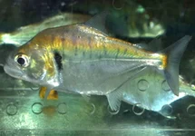 SERRASALMUS MANUELI L