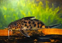 SYNODONTIS MULTIPUNCTATUS M