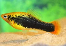 XIPH. VARIATUS HAWAII M